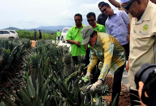 KD09_05062012_LADANG_NANAS