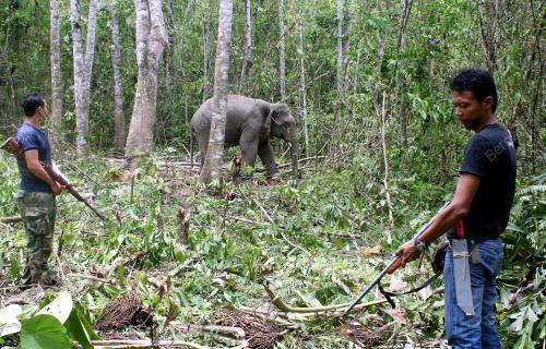 KD09_11042013_GAJAH