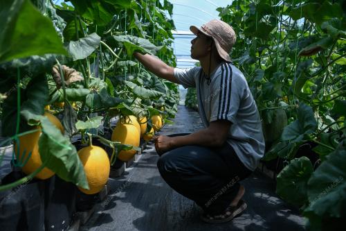 USAHAWAN MUDA BUAH MELON
