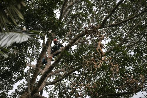 JABATAN HUTAN