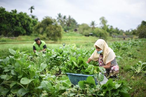 BEKALAN SAYUR-SAYURAN