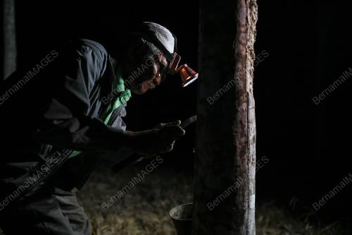 PENOREH GETAH MALAM