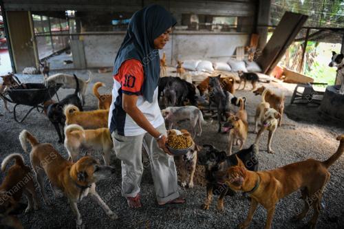 KD09_18092015_ANJING