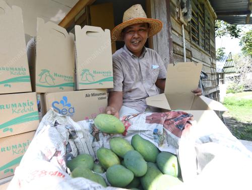 MANGGA HARUM MANIS