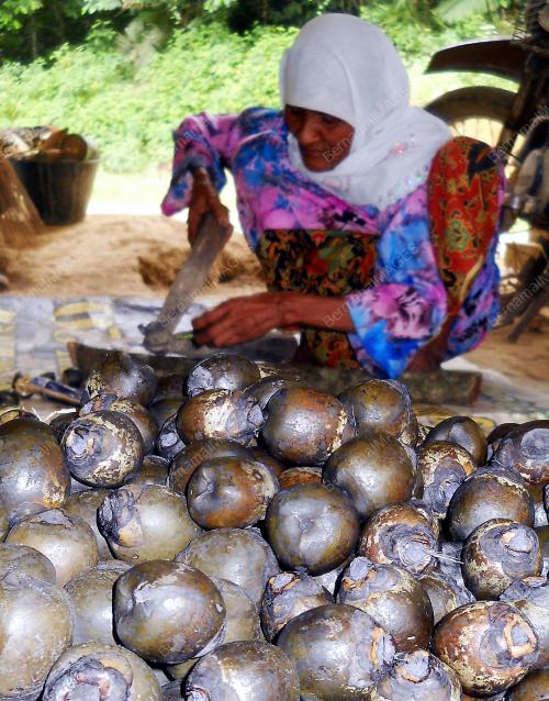 KD09_23062015_BUAH_KABUNG