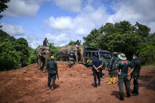 GAJAH LIAR