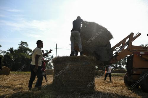 JERAMI GULUNG