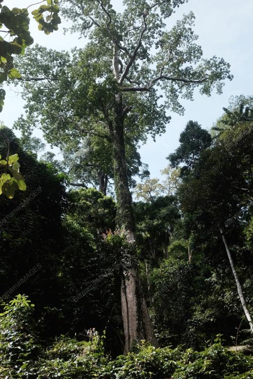 KD09_30082016_POKOK
