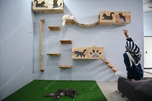 SYURGA KUCING