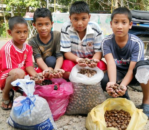 BIJI GETAH JADI HARGA