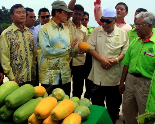 KD10_05062012_LADANG_NANAS