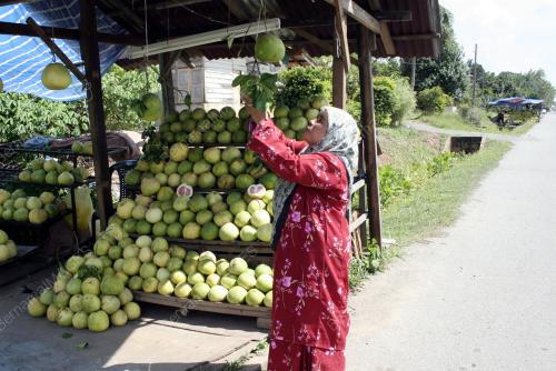 LADANG LIMAU BALI