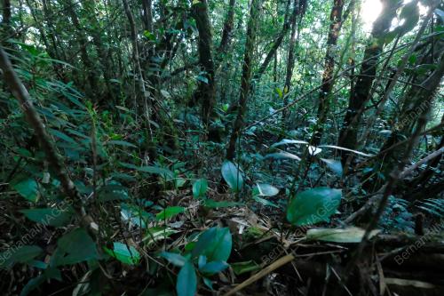 GUNUNG BINTANG