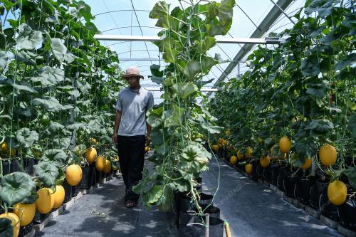 USAHAWAN MUDA BUAH MELON