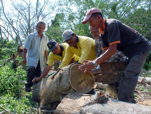 POKOK AKASIA