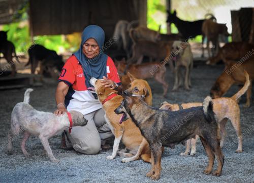 KD10_18092015_ANJING