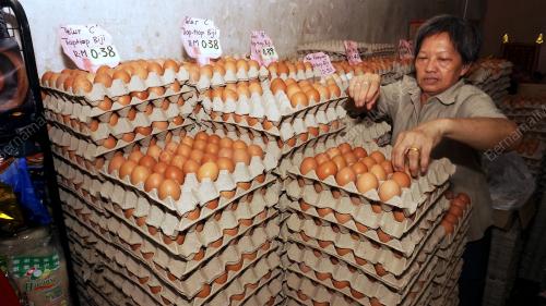 KD10_22102019_TELUR