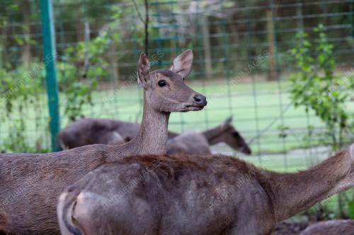 BATASUBI DEERFARM,YAN
