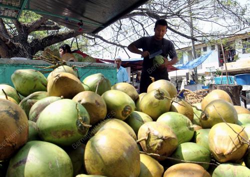 KD10_25022015_AIR_KELAPA