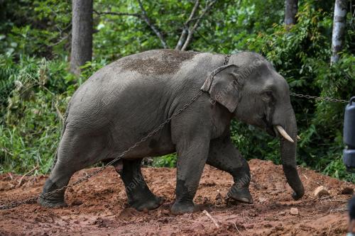 GAJAH LIAR