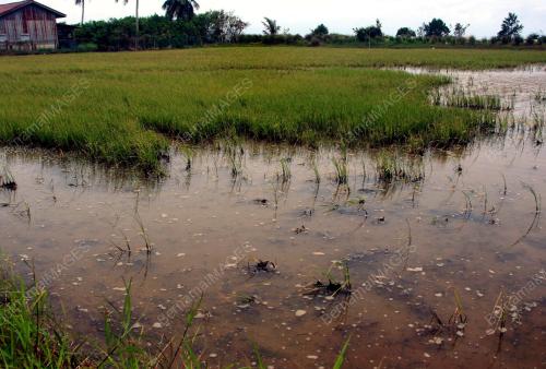 KD11_07062012_JOHARI_SAWAH