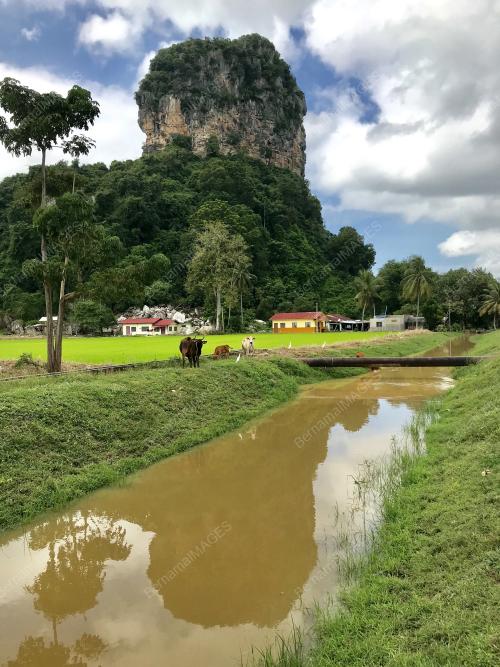 BUKIT KODIANG@BUKIT MOK CUN