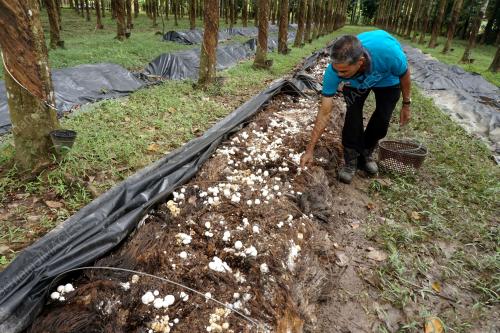 KD11_14122018_CENDAWAN3