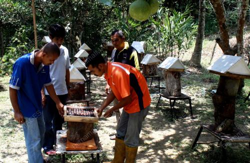 KD11_15012014_MADU_KELULUT