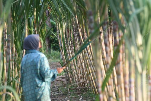 TINJAUAN PKP:PENANAM TEBU
