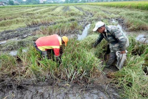 KD11_23092019_REZEKI_DARI_BENDANG_BN201909181478