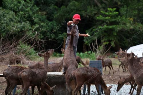 BATASUBI DEERFARM,YAN