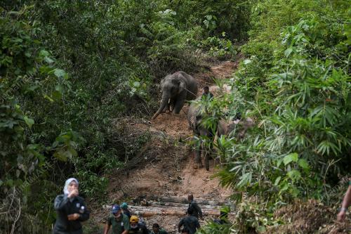 GAJAH LIAR