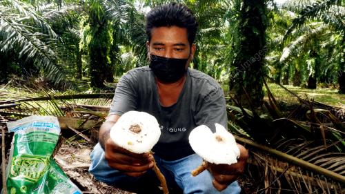 KULAT BUSUT