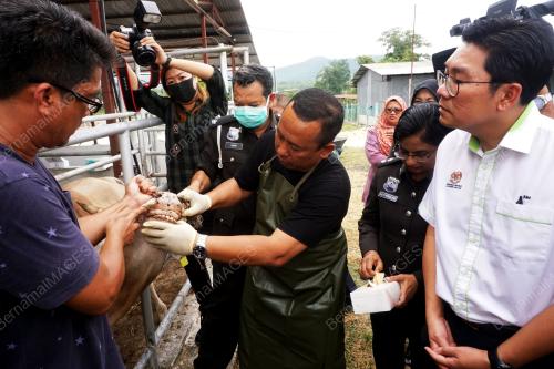 KD12_08082019_LEMBU