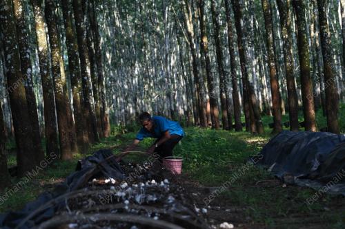 KD12_11102019_PEKEBUN_BN201910103937
