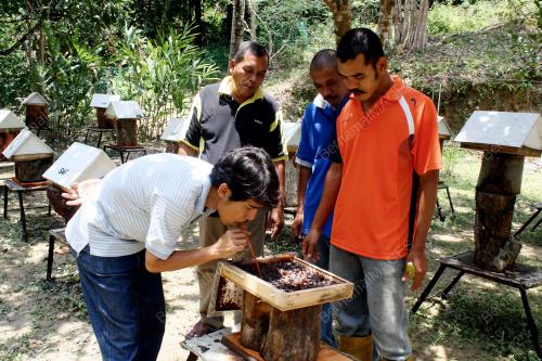 KD12_15012014_MADU_KELULUT