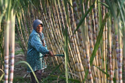TINJAUAN PKP:PENANAM TEBU