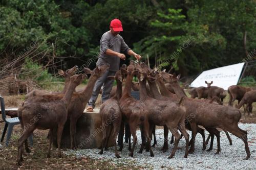 BATASUBI DEERFARM,YAN