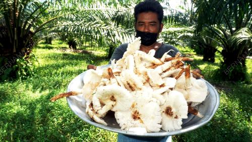 KULAT BUSUT