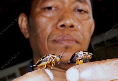 KD13_08022017_CENGKERIK
