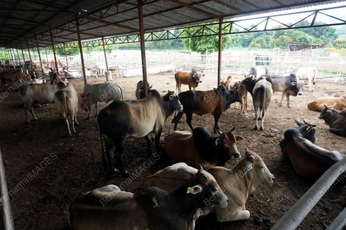 KD13_08082019_LEMBU