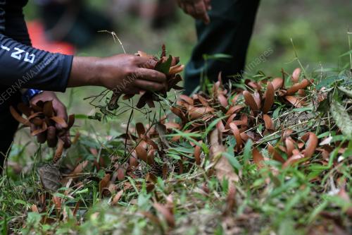 JABATAN HUTAN
