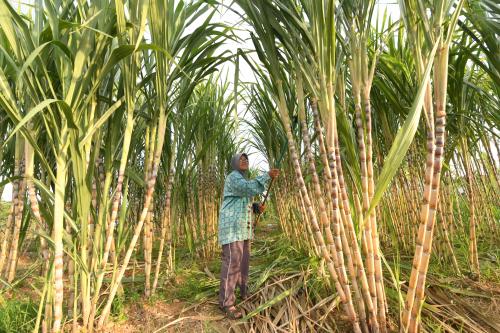 TINJAUAN PKP:PENANAM TEBU
