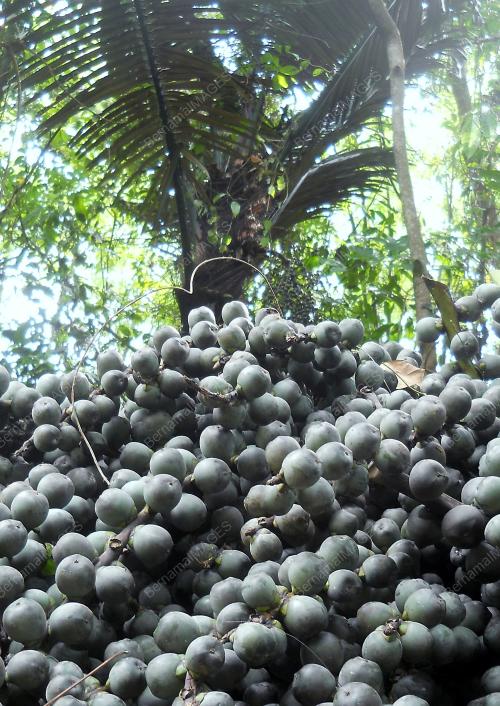 KD13_23062015_BUAH_KABUNG