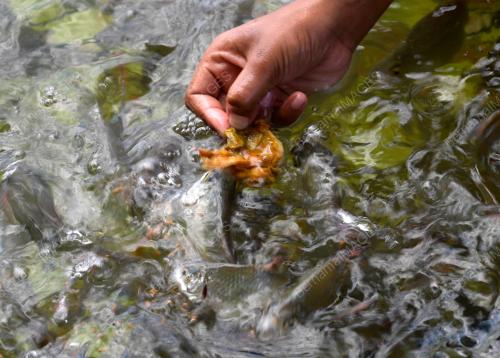 PELANCONGAN TASIK PEDU