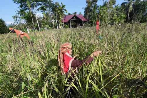 KD14_11022018_PADI_HUMA_BN201802088383