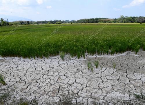 TINJAUAN SAWAH KERING DI PENDANG