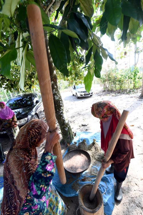 KD15_11022018_PADI_HUMA_BN201802088383