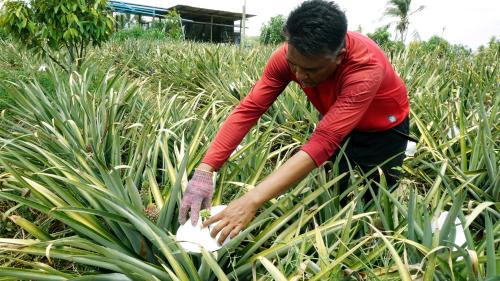 KESAN CUACA PANAS