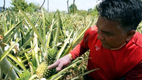 KESAN CUACA PANAS